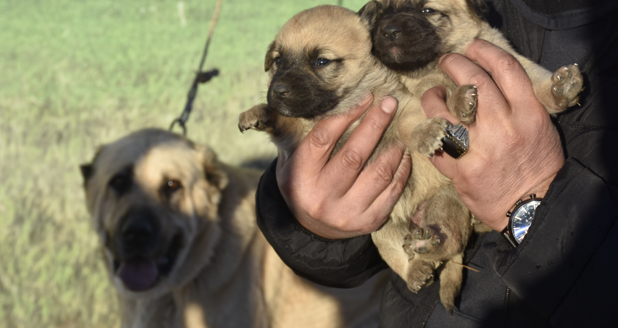 Kangal köpeği sevdasını ‘safkan’ üretim çiftliğine dönüştürdü